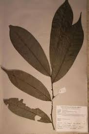 Image result for isolona