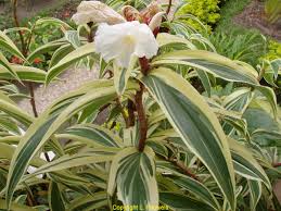 Image result for Crassocephalum rubens