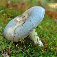 Image result for Russula polyphylla