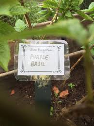 Terapi tradisional dengan daun sonokembang ini dilakukan dengan mencampur air rebusan daun angsana bersama gula aren. Kebunmini Herbs Or Herba Posts Facebook