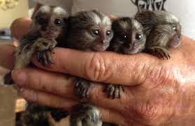 Baby Marmoset Monkeys For Sale Monkeys For Sale Marmoset Monkey Marmoset Monkey For Sale