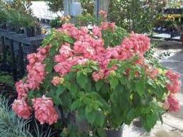 Maybe you would like to learn more about one of these? Beautiful Flowering Shrubs Bushes Florida Nursery Mart Pink Flowers Flower Landscape Flowering Shrubs