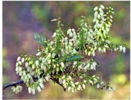 Image result for Phragmanthera eminii