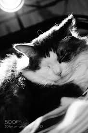 Film Movie Camera Photography Love Television Making Production Director Cats Animals Film