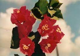 Pin Em Bougainvillea