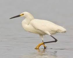 Birds Of The Bahamas Field Guide Snowy Egret Gulf Coast Tx Ca Bird Life List Snowy E Bird