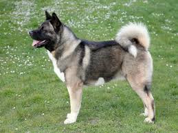 The typical akita temperament is one of confidence and loyalty. American Akita Brit