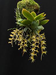 Image result for Aerangis stelligera