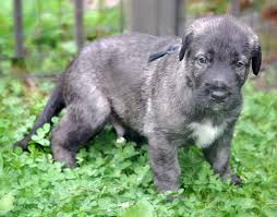 How Fast Does An Irish Wolfhound Puppy Grow Irish