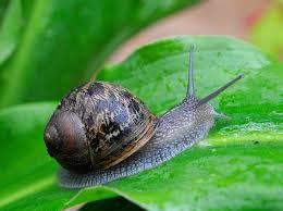 Informally, however, bugs are considered to include all land invertebrates; The Insects Eating Your Plant S Leaves Rock Tree Surgeons
