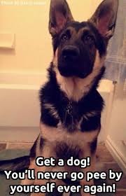 This Is Funny Because My Dog Goes To The Bathroom With Me Because She Likes To Sit In The Tub Germa German Shepherd Dogs Shepherd Dog German Shepherd Puppies