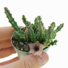 Image result for Huernia hislopii