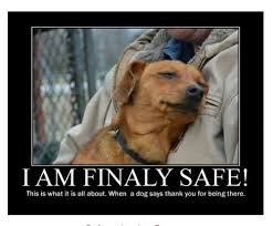  I Am Safe Dogs Dog Quotes Pets