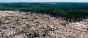 Cut these down using chainsaw. Tree Clearing Wwf Australia Wwf Australia