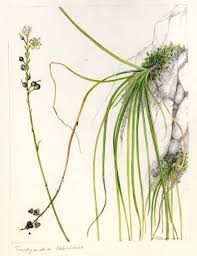 Image result for Trachyandra