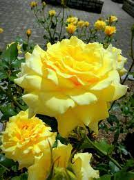 Find over 100+ of the best free flowers images. No Ka On Twitter Beautiful Rose Flowers Amazing Flowers Pretty Flowers