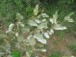 Image result for Croton dichogamus