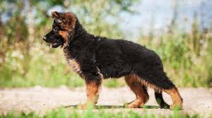 Since then, they have branched out to become the leading police and military working breed. German Shepherd Dog Price Temperament Life Span