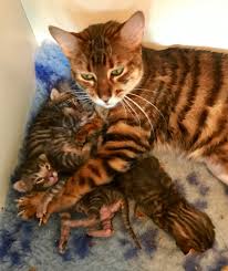 His name is bailey, he's extremely outgoing and also very friendly with other animals and humans. Bengal Cat Breeders Tobysden Bengals Bengal Breeders Of Quality Bengal Cats And Kittens For Sale