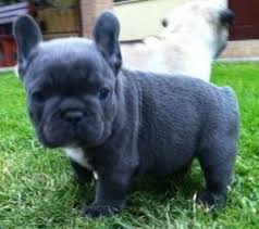 Ella hi, ella is a french bulldog puppy. I Need A French Bulldog In My Life French Bulldog Bulldog Puppies Puppies