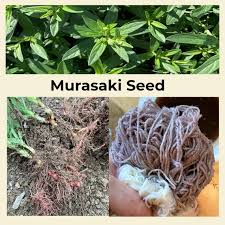 Image result for Achyrospermum micranthum