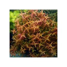 Image result for Rotala capensis