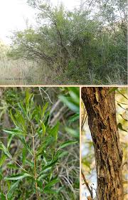 Image result for Nuxia oppositifolia