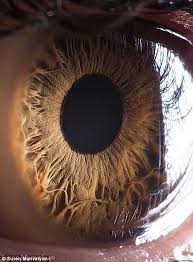 The Eyes Have It The Iris Pictured In Remarkable Detail By Incredible Close Up Shots Eye Photography Eye Drawing Human Eye