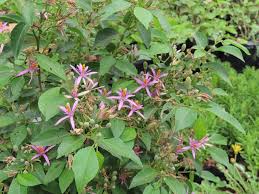 Image result for Grewia arborea