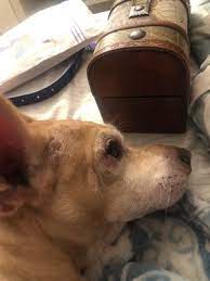 We understand that a trip to the veterinarian may not be on the top of your wish list. Buena Vista Pet Clinic 26 Reviews Veterinarians 425 N Buena Vis Hemet Ca United States Phone Number