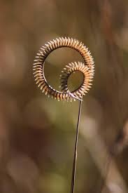 Image result for Ctenium