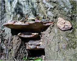 Ganoderma Pfeiffer Bio Nahrungserganzungsmittel Mineralien
