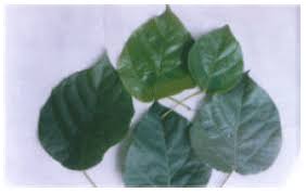 Image result for Alchornea cordifolia