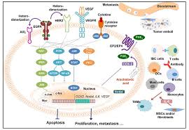 Often, you might not feel a lump, even if it is there. Cancers Free Full Text Targeting Signaling Pathways In Inflammatory Breast Cancer