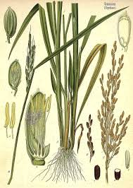 Image result for Oryza