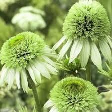 Pin On Flowers Of June