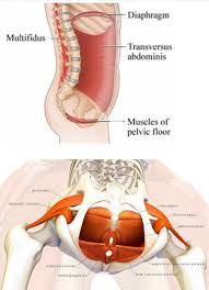 The rib cage is formed by the sternum, costal cartilage, ribs, and the bodies of the thoracic vertebrae. Back And Hip Pain In Athletes Part 1 How The Spine Hip And Pelvic Floor Interacts Rothman Orthopaedic Institute