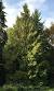 Western Red Cedar Tree Leaves