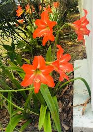 Image result for Hippeastrum puniceum