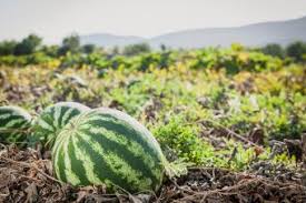 How to pick a yummy, ripe watermelon? Growing Watermelon Easy Guide To A Sweet Harvest Lovetoknow