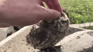 Birds With Human Arms Gif Https Encrypted Tbn0 Gstatic Com Images Q Tbn 3aand9gcrqpbmifh9n8uf436wdxrxapwcdpv027cqvkg Usqp Cau