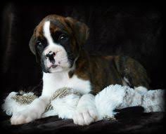 Browse thru our id verified puppy for sale listings to find your perfect puppy in your area. 8 Best Boxer Puppies For Sale Ideas Puppies Boxer Puppies For Sale Boxer Puppies