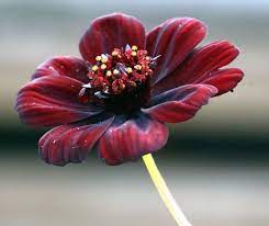 There Is Actually A Flower That Smells Like Chocolate Cosmos Atrosanguineus Aka Chocolate Cosmos Is Chocolate Cosmos Cosmos Flowers Chocolate Cosmos Flower