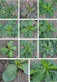 Image result for Lactuca glandulifera