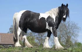 You can even pay your entry fees online if you wish. Horse Workhorse Animal Belgian Draft Horse Grazing Grassland Beauty Large Proud Animal Hooves Horseshoe Pikist