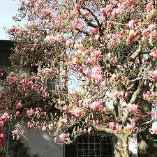 Pink flowering trees in california. This Beautiful Blooming Tree The Flowers Range From Pink To Light Purple In Los Angeles Ca Whatsthisplant
