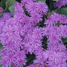 This flowering plant has wonderful blossoms with a velvety texture, rich blue color, and contrasting they do not need much care and will thrive, once established, even through heat and drought. 14 Best Full Sun Plants Heat Tolerant Flowers That Love The Sun