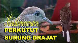 Perkutut Katuranggan Surung Drajat Junjung Drajat Dan Petuahnya Kalam Wadi Youtube