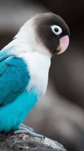 Love Bird Wallpaper Android In 2020 Pet Birds Animals Beautiful Animals