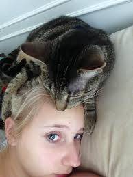 Lost microchipped dog in Holton, KY area